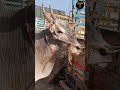 🐄 Vellore Poigai Santhai Market Vlog 🔥 Cows, Chickens, & Birds | Full Market Tour Tamil - Part-02