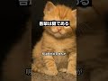 1分で入門、夏目漱石「吾輩は猫である」 #解説 #雑学 #教養 #文学