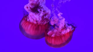Jellyfish Aquarium - Music for Sleep, Study, Meditation, Yoga \& Relaxing