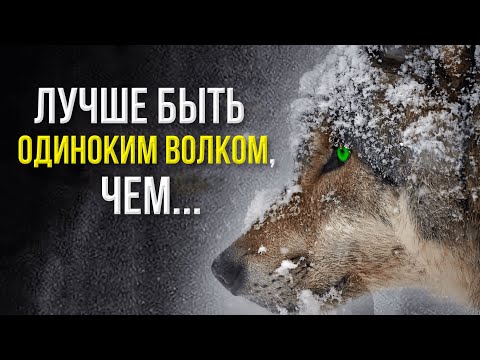 🐺 Мысли волка | Лучшие цитаты про одиночество со смыслом