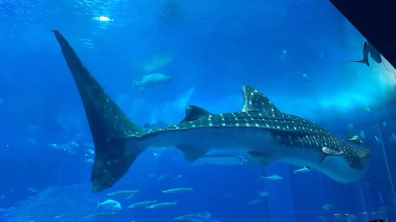 沖繩美麗海水族館 黑潮之海 Okinawa Churaumi Aquarium The Kuroshio Sea Youtube