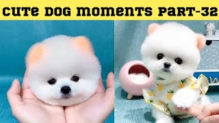 Cute dog moments Compilation Part 32| Funny dog videos in Bengali