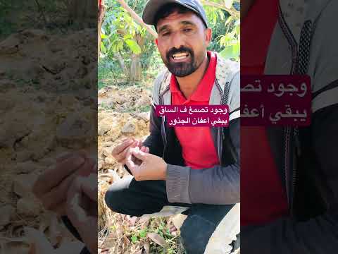 لو ظهر عندك تصمغ ف الساق يبقي الارض سيئه التصريف الماء اكسبلور زراعت زراعة نباتي 