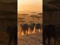 Slow down… just like them #nature #viralshorts