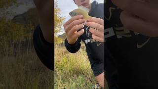 I caught The BlueGill! #bassfishing #fishing #trout #bluegill#cafishing
