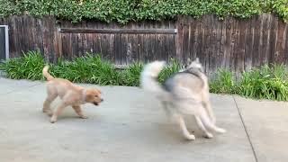 My puppies playing together ❤️ by Husky Obsessed 298 views 2 years ago 1 minute, 13 seconds