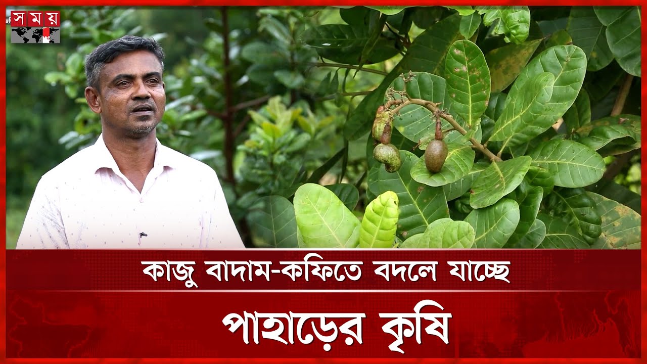 খাগড়াছড়িতে ২৫৯ হেক্টর জমিতে কাজু বাদাম চাষ | Khagrachari News | Cashew Nuts Cultivation | Somoy TV