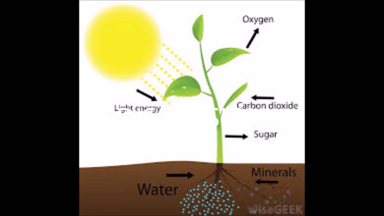 Кислород углекислый газ вода солнечный свет. Фотосинтез. Фотосинтез схема. Фотосинтез растений. Процессы жизни растений.