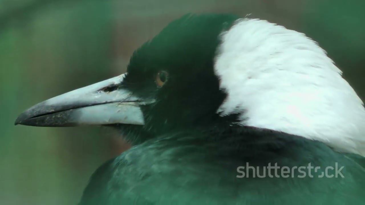 The Australian Magpie: Fascinating Facts and Features of this Unique Bird