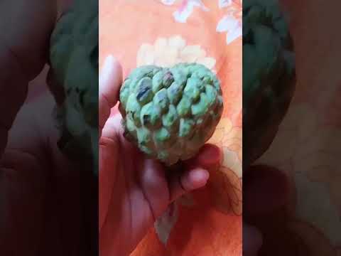 Ata fruit in English