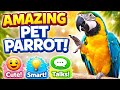 “Amazing Pet Parrot – Smart, Cute & Talkative Friend!”