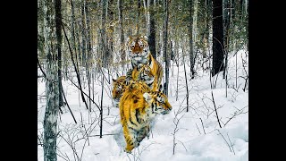 Amur Tiger - The King Of Russian Taiga Incredible S From The Ussuri Region & Siberia.