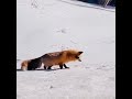Спритне полювання лисиці #лисиця #полювання #лиса Mp3 Song