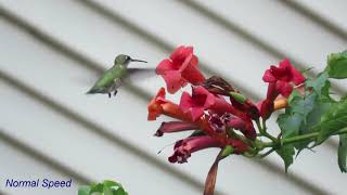 Hummingbird in normal speed and slow motion