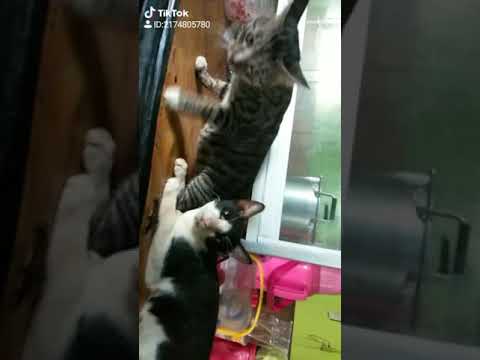 si Kucing kebingungan ketika mendengar suara anak kucing ..