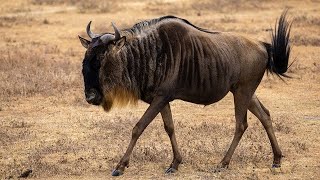 Wild Wildebeests - Fun Facts