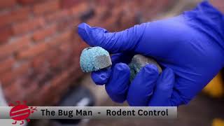 Rodent Control - What To Expect