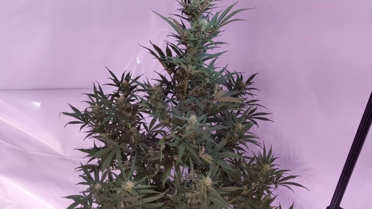 Dinafem Blue Critical Auto - Day 44