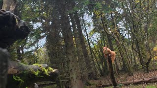 You Won't Believe This Squirrel's Jump!