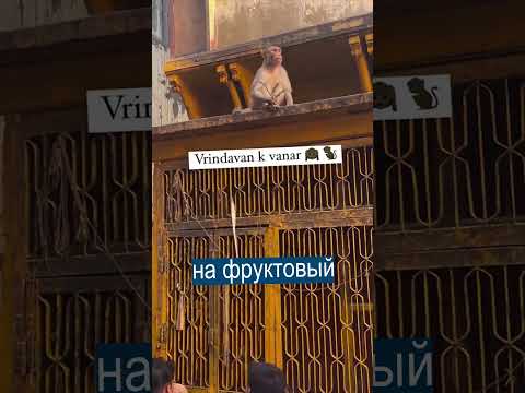 Как обезьяны разводят