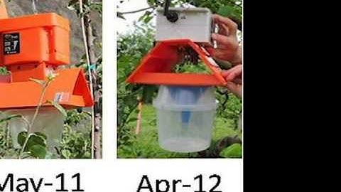 Evolution of the Z-trap