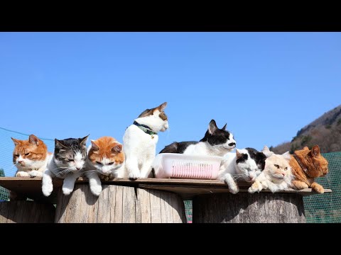青空の8匹の猫 240606 - YouTube