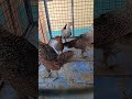Seval Sonali Cage Three Stage