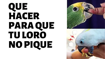 ¿Por qué mi pájaro me muerde tan fuerte?