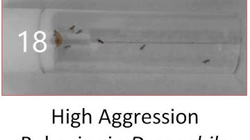 High Aggression Behavior in Drosophila