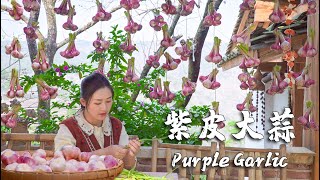 'Spices of Four Seasons' Purple Garlic  The Essential Spicy Flavor on the Tables in Yunnan