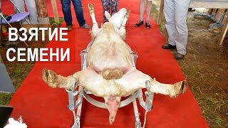 Получение семени у барана-производителя при помощи электроэякулятора. Оценка семени.