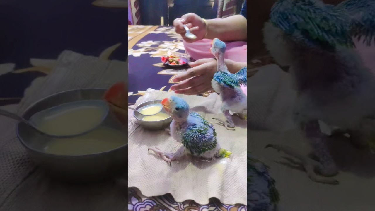 10-days-old-baby-youtube