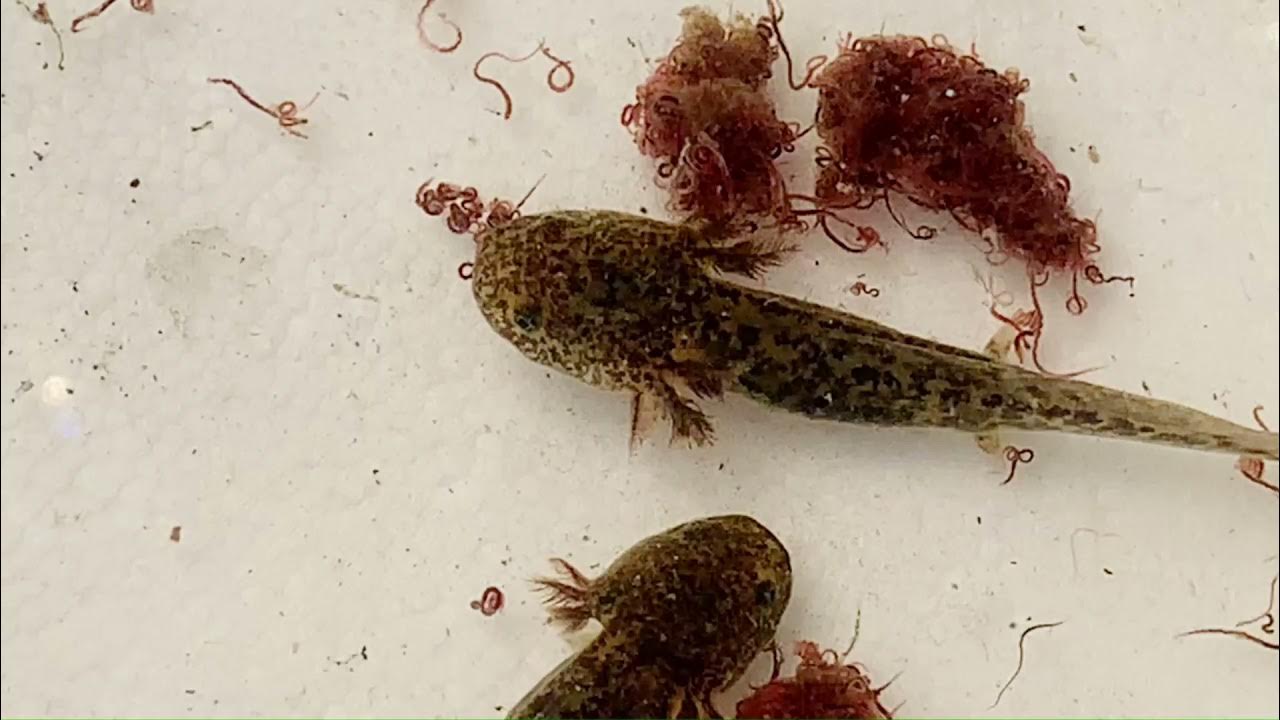 Axolotl miracle nibbled limbs grow back in 4 weeks YouTube