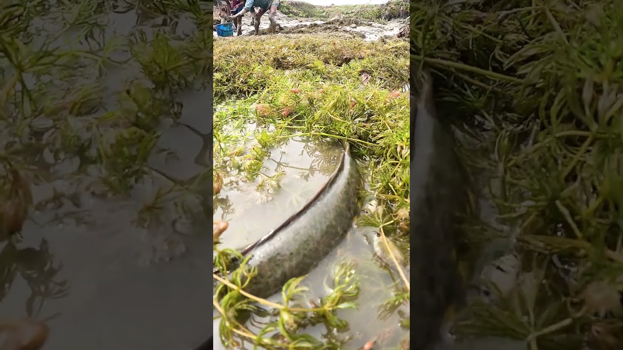 Local Dry Season Village Fishing Video #fish #fishing #village