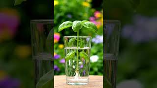 #shorts #AIMagic#AITransformation#AIShorts#Shorts#AIGenerated#MagicPlants#PlantTransformation#shorts