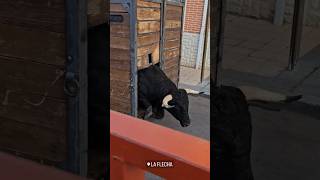 salida toro cajon la flecha #shorts...