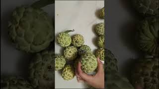 How to ripe custard apple😋 #custardapple #fruits#seasonal#ripen #viralshorts #shorts