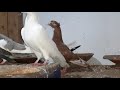 Pet  masudbcl pigeon loft night time view  pigeons  kabutors  kobutors  birds 