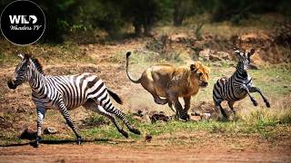 Wild Africa Where Life Dances With Death wildanimals  Wild Wonders