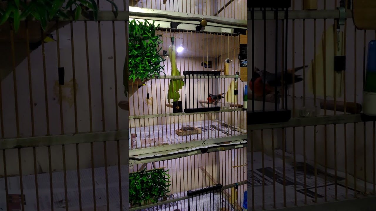 Proses kawin burung red siskin klasik 