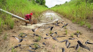 My Life Catch Many Fish in Raining Season - Search & Found Many Fish Run Back Water After Dry Season