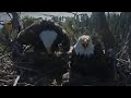 Shadow is not ready to leave after Jackie arrives with fluff | Big Bear Bald Eagle | Apr 22, 26