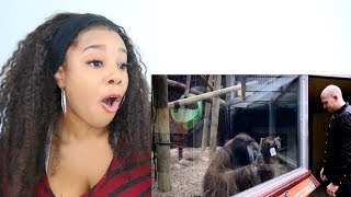 MONKEYS REACT TO MAGIC | Reaction