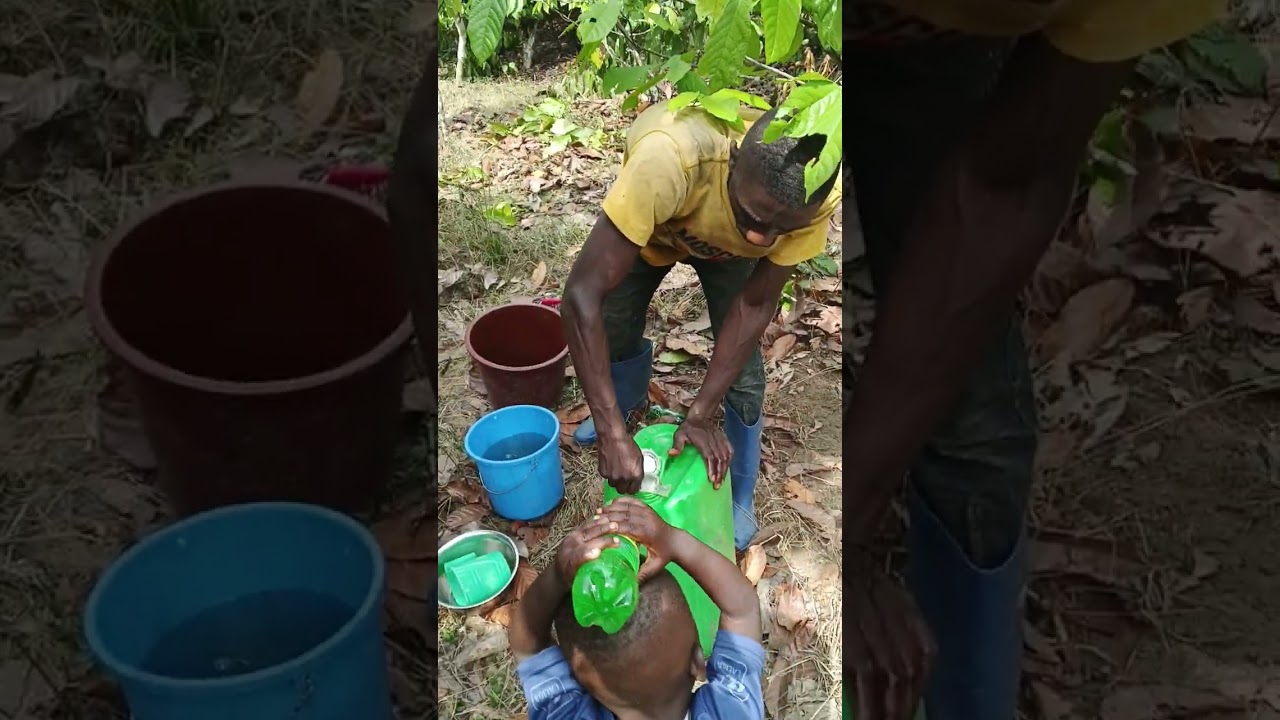 la bonne pratique agricole et le traitement du super gros dans les champs de cacaoyer