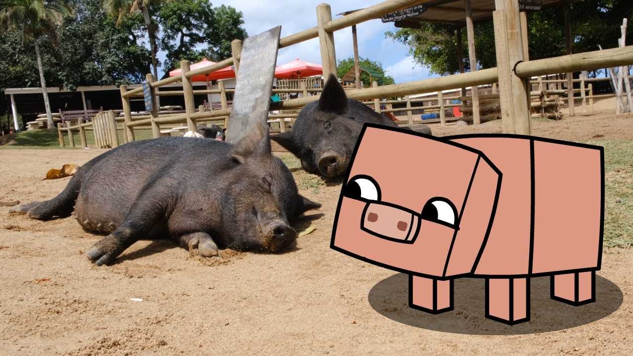Minecraft pig meets real pig 2 - YouTube