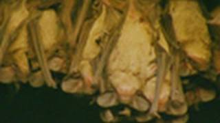 Millions of Pregnant Bats! | Nat Geo Wild