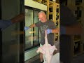 Reach in cooler for domestic Turkeys, chickens and up to two quartered up deer.
