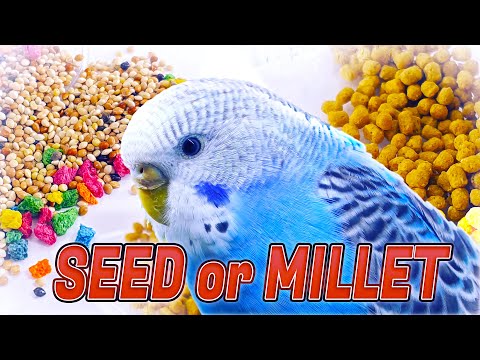 SEEDS VS PELLETS   What is Healthier for Budgie birds