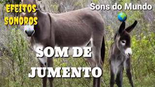 Som De Jumento - Donkey Sound - Sound Of Animals