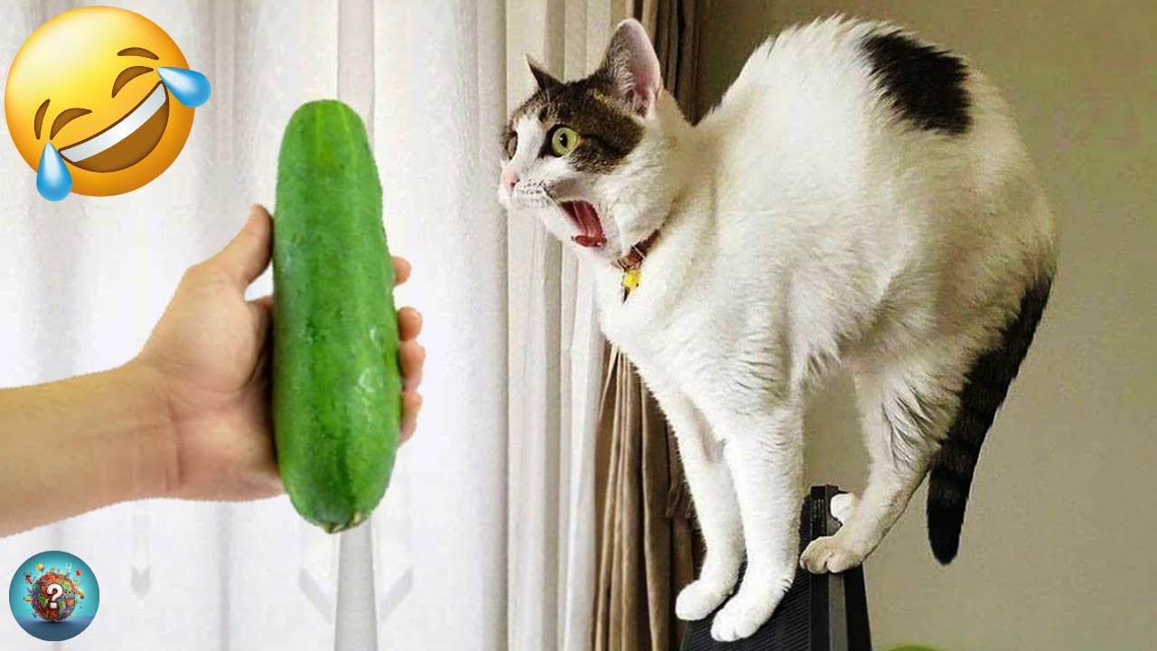 Animali Divertenti 😂 I Video di Cani e Gatti più Divertenti 🐶😺 #4